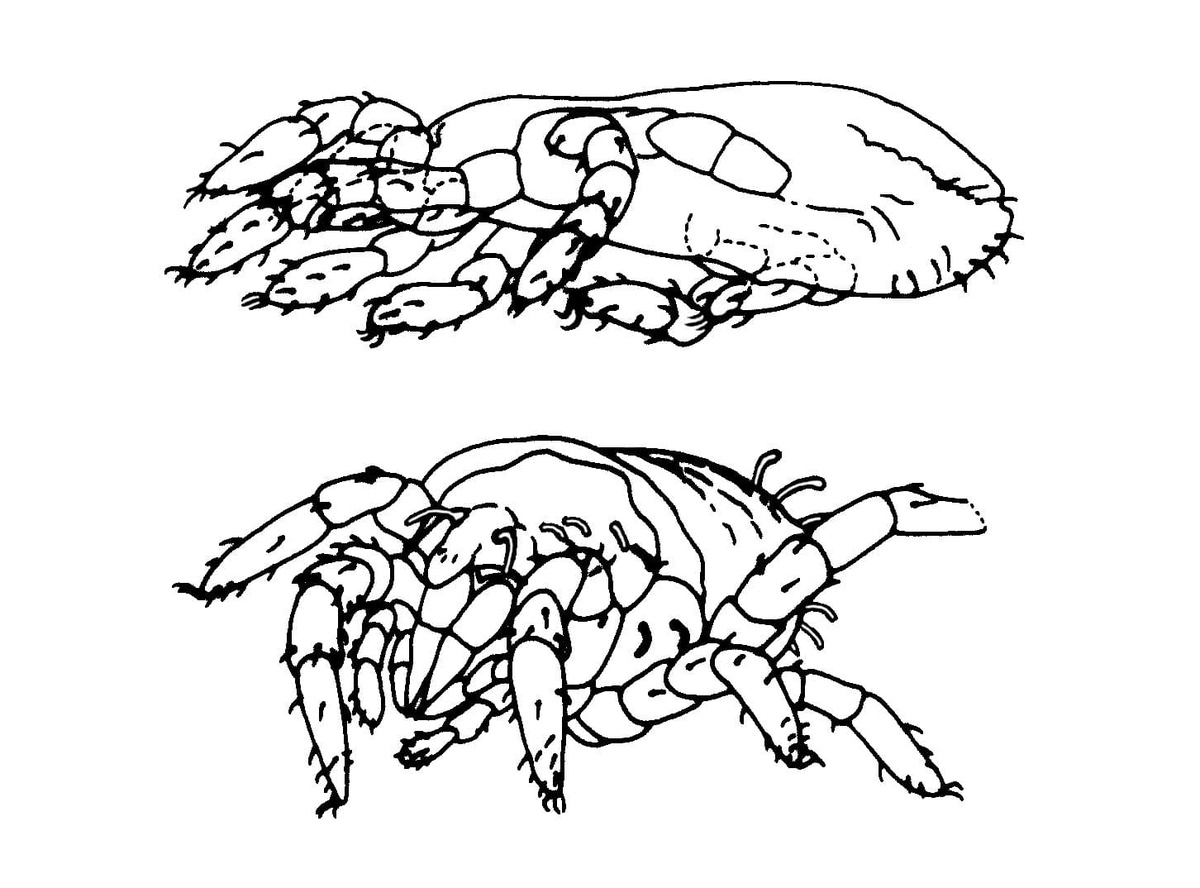 Pseudoprotacarus scoticus (Dubinin 1962) (top) and the holotype of Protacarus crani (Hirst 1923) (bottom).