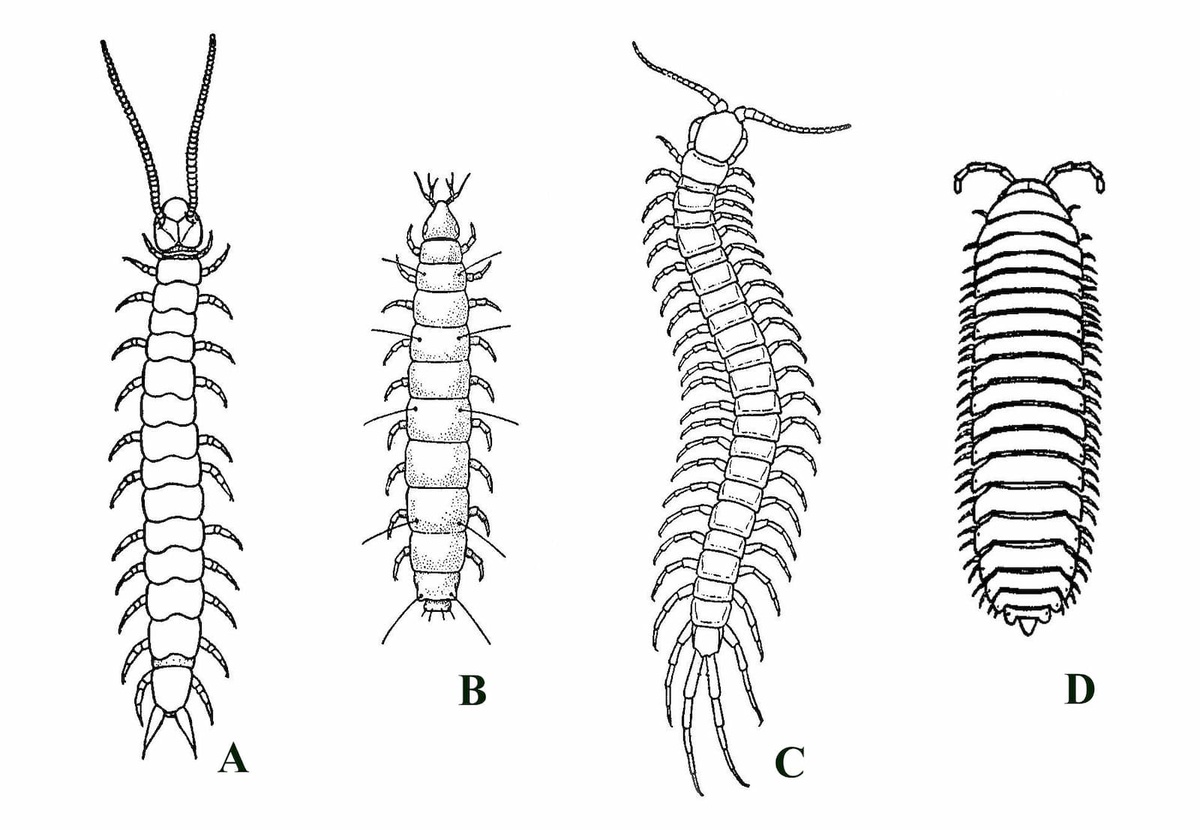Some examples of extant myriapods (not shown to scale): A: Scutigerella immaculata, a symphylan; B: a pauropod; C: Otocryptops sexspinosa, a scolopendromorph centipede; D: a polydesmoid millipede (after Snodgrass 1952).