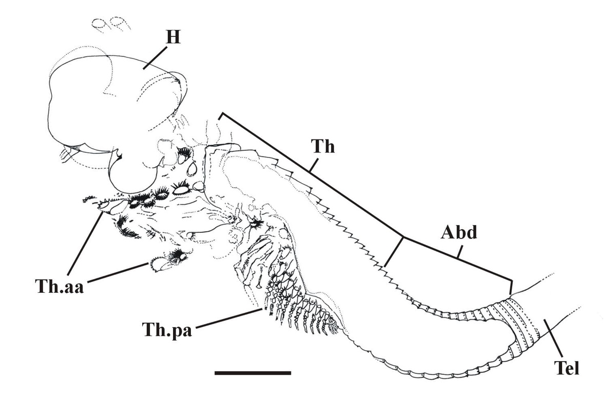 An almost complete specimen of Castracollis wilsonae with interpretative drawing, showing the multi-segmented thorax (Th) and abdomen (Abd), with the remains of the head (H). Also shown is the anterior series of long, raptorial thoracic appendages (Th.aa) and the posterior series of short, phyllopodous, thoracic appendages (Th.pa) (scale bar = 1mm).