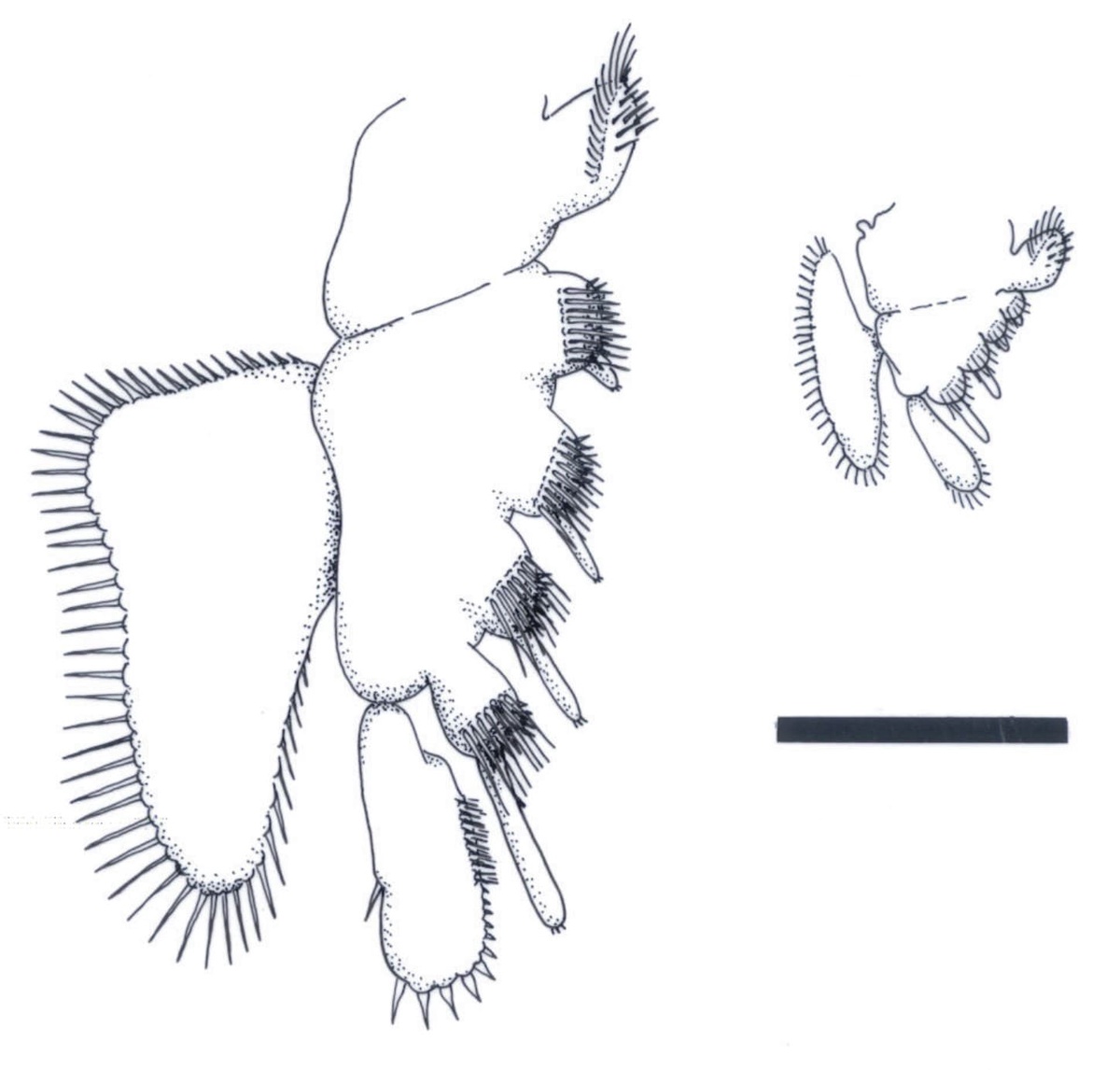 Reconstructions of typical thoracic appendages of Castracollis, viewed from the anterior. That on the left is from the anterior series of appendages and that on the right from the posterior series. Scale bar = 500mm.