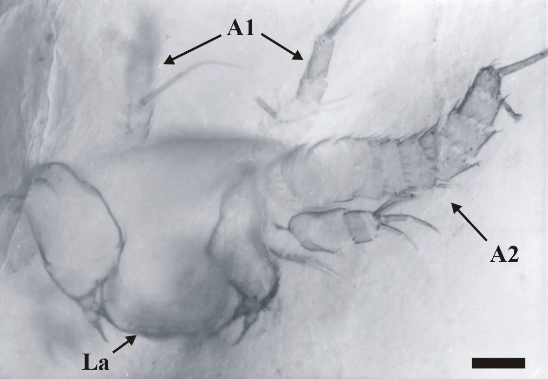 Views of the same nauplius at different levels of focus, showing the first antennae or antennules (A1), second antennae (A2) and labrum (La) (scale bar = 50mm). Copyright: University of Aberdeen