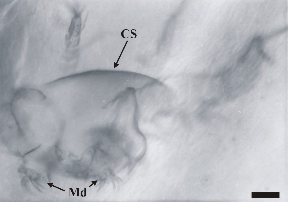 Views of the same nauplius at different levels of focus, showing the cephalic shield (CS) and mandibles (Md) (scale bar = 50mm). Copyright owned by the University of Aberdeen.