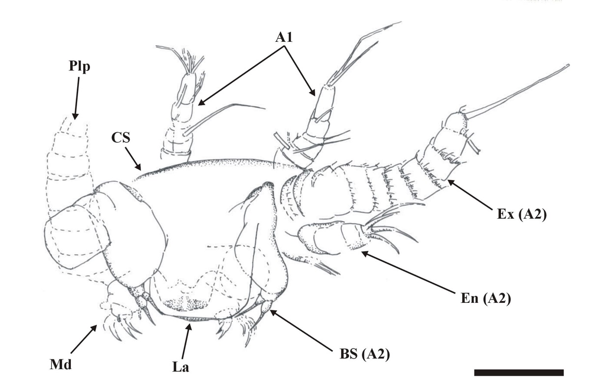 Interpretative drawing of the specimen in the insets above right, viewed from the anterior, showing the first and second antennae (A1 and A2), the latter comprising the bifid seta of the proximal endite (BS), endopod (En) and multi-segmented exopod ramus (Ex). The cephalic shield (CS), labrum (La) mandible (Md) and mandible palp (Plp) are also shown (scale bar = 100mm). Copyright owned by the Univ
