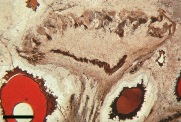 Thin section of the male gametophyte Kidstonophyton discoides (scale bar = 1mm) (Copyright owned by University of Münster).