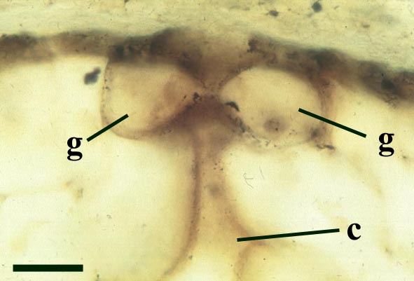 Transverse cross section through a stoma showing the two guard cells (g) with the stomatal chamber (c) beneath (scale bar = 20μm) (Copyright owned by University of Münster).