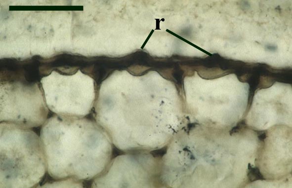 Transverse cross section through the cuticle and epidermis of Rhynia showing the median ridges on the cuticle (r) (scale bar = 100μm) (Copyright owned by University of Münster).