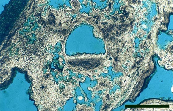 Straws and partially decayed plant stems held in an open framework of amorphous, 'clotted' sinter. The straw in the centre of the image contains a geopetal layer of sediment and silica cement. Sinter from Elk Flats, Yellowstone National Park (scale bar = 250μm).