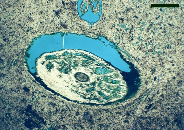A plant axis that has partially decayed and shrunk away from the cuticle before being silicified. Sinter from Elk Flats, Yellowstone National Park (scale bar = 500μm).