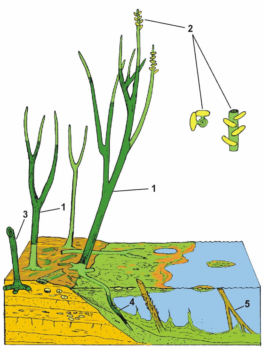 reconstruction of the general anatomy of Ventarura