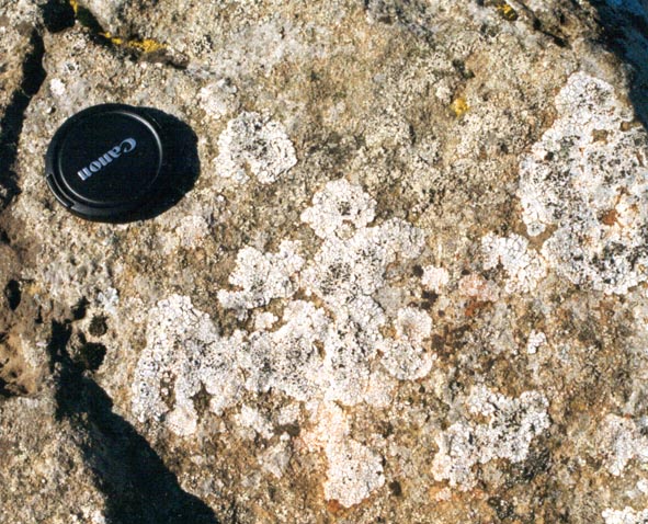 Modern lichens encrusting a rock surface near a hydrothermal area, Iceland.