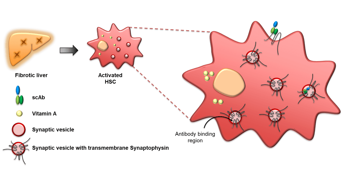 Antibody binding and internalization - Synaptophysin extracellular location and internalisation activity makes it a potential site for targeting activated stellate cells with therapeutics