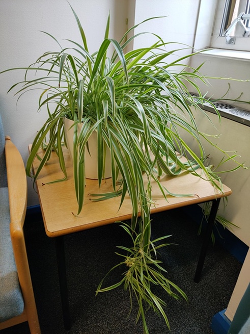 A plant in a library