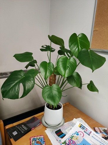 A plant in a library