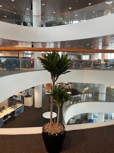 Plants in Sir Duncan Rice Library