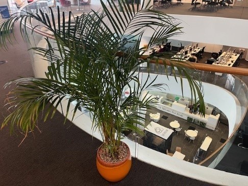 Plants in Sir Duncan Rice Library