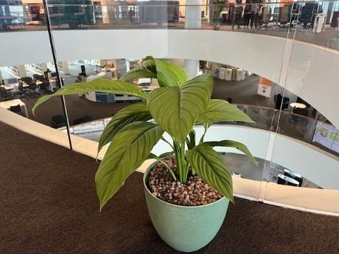 Plants in Sir Duncan Rice Library