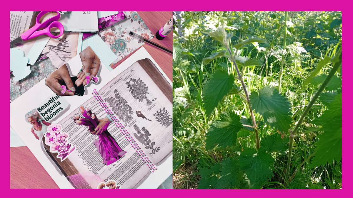 A split image showing a collage of plant imagery with a photo of some nettles on a pink background