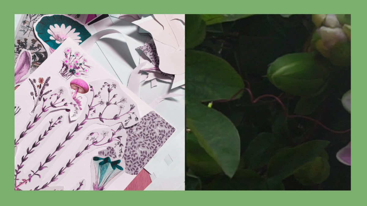 A split image showing a collage with plant imagery and a photo of plants on a green background