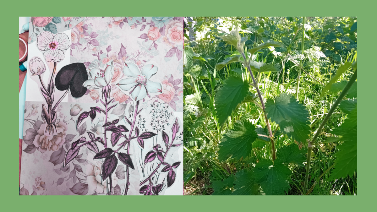 A split image showing a collage with plant imagery and a photo of plants on a green background