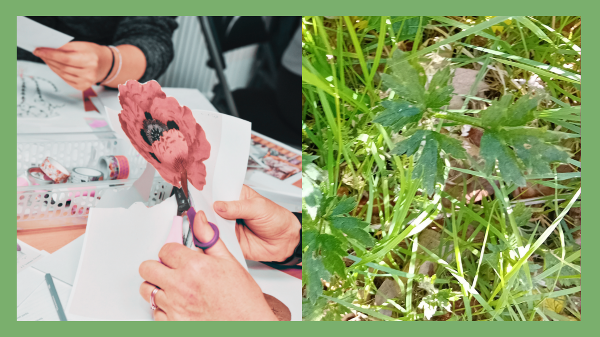 A split image showing a collage with plant imagery and a photo of plants on a green background
