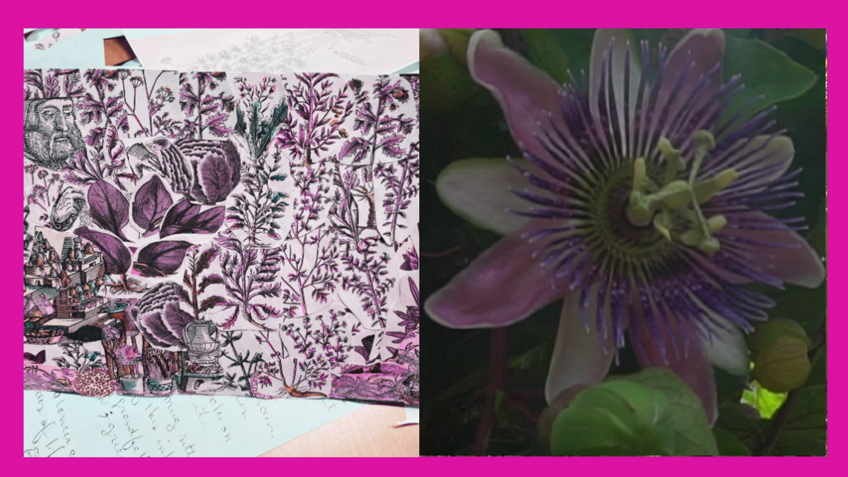 A split image showing a collage with plant imagery and a photo of plants on a pink background