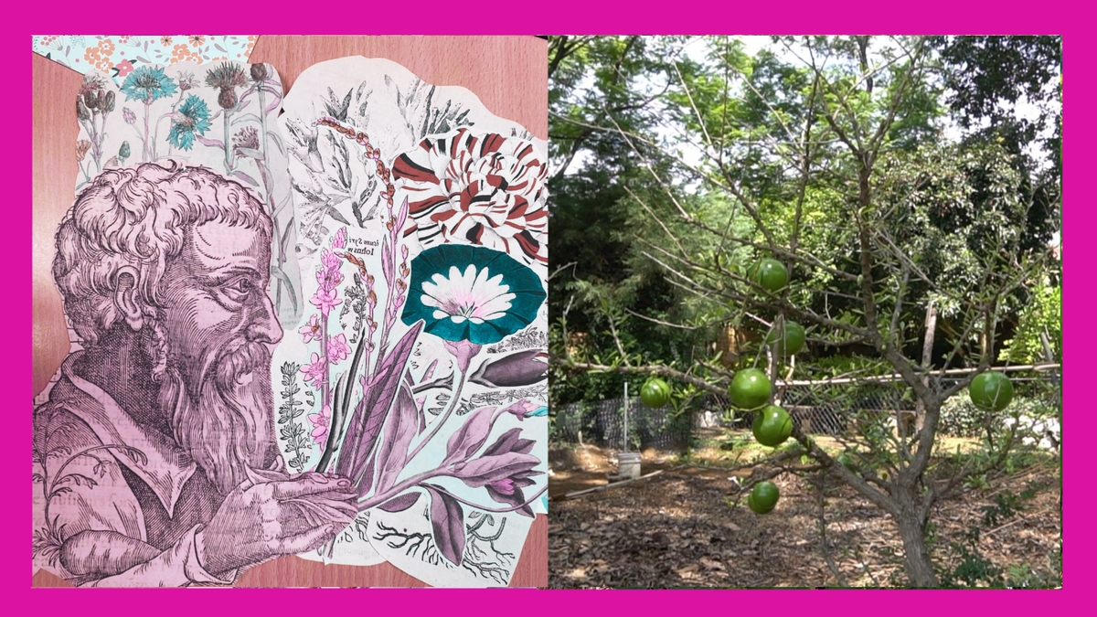 A split image showing a collage with plant imagery and a photo of plants on a pink background