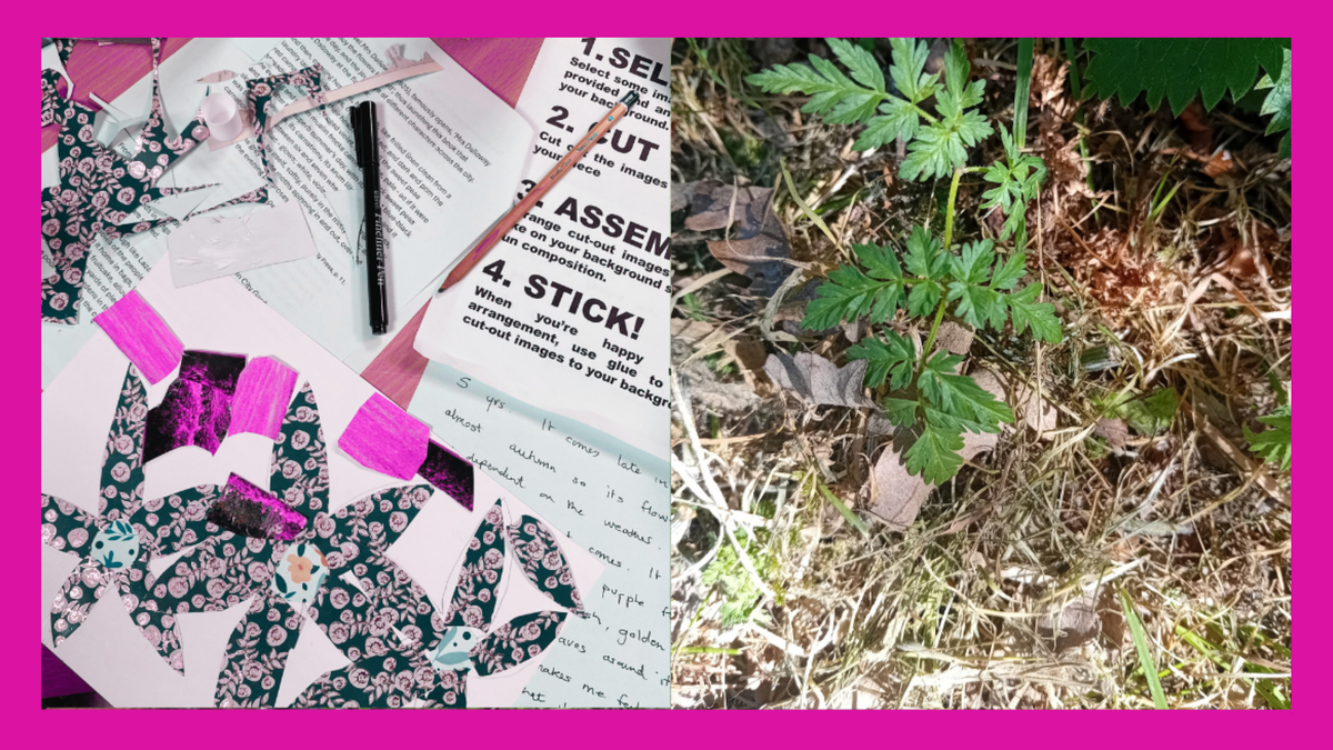 A split image showing a collage with plant imagery and a photo of plants on a pink background