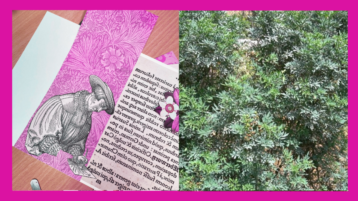 A split image showing a collage with plant imagery and a photo of plants on a pink background