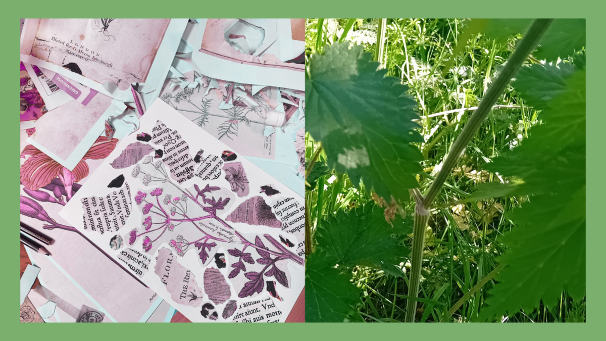 A split image showing a collage with plant imagery and a photo of plants on a green background