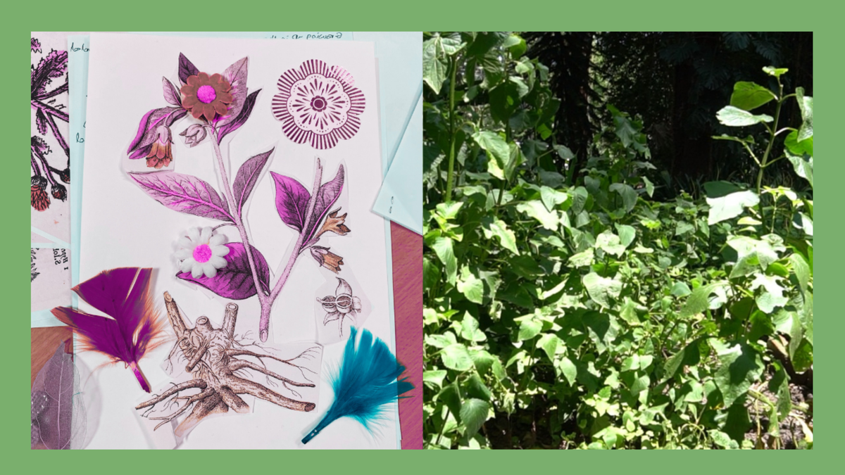 A split image showing a collage with plant imagery and a photo of plants on a green background