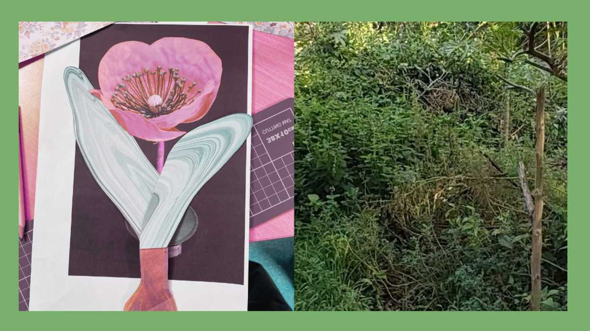 A split image showing a collage with plant imagery and a photo of plants on a green background