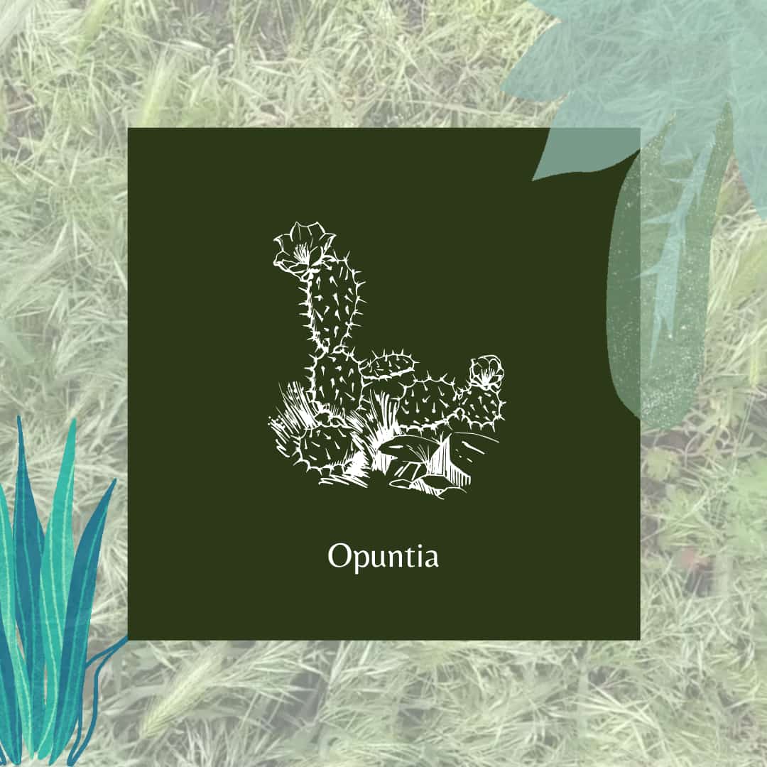 Opuntia