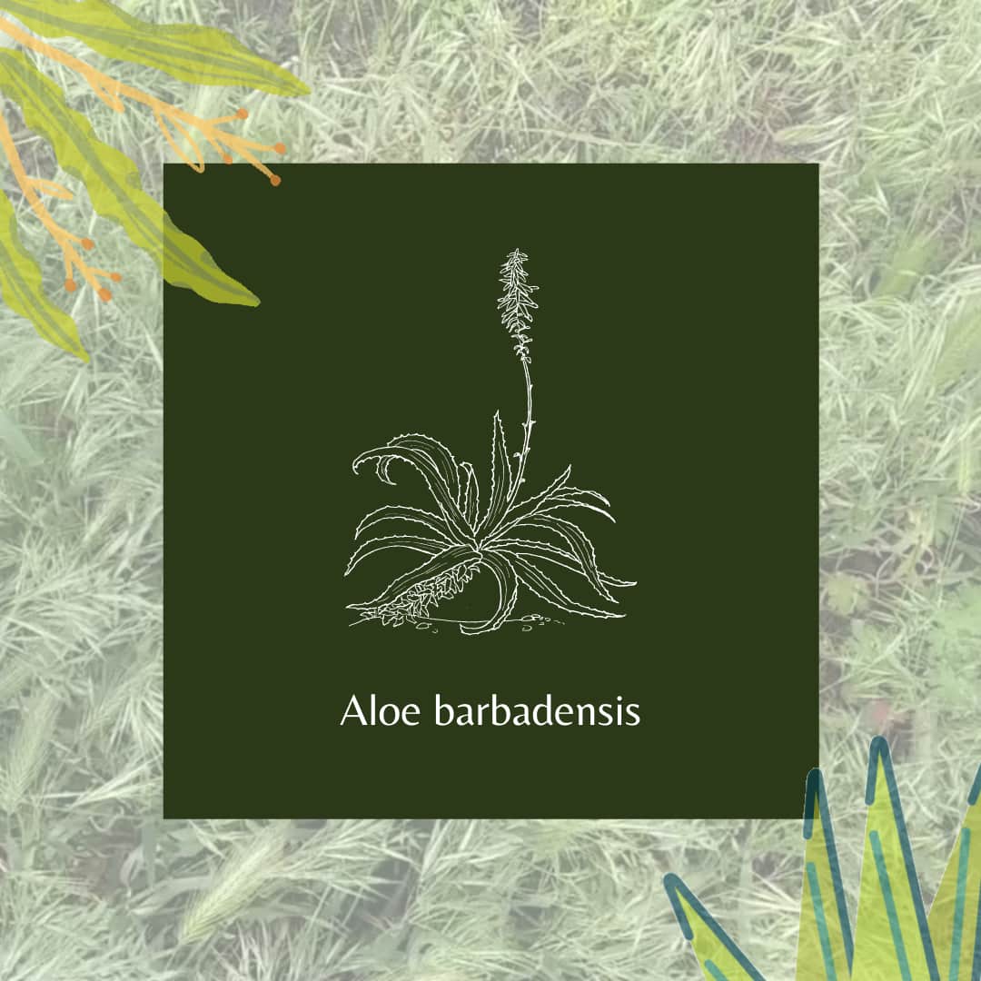 Aloe barbadensis