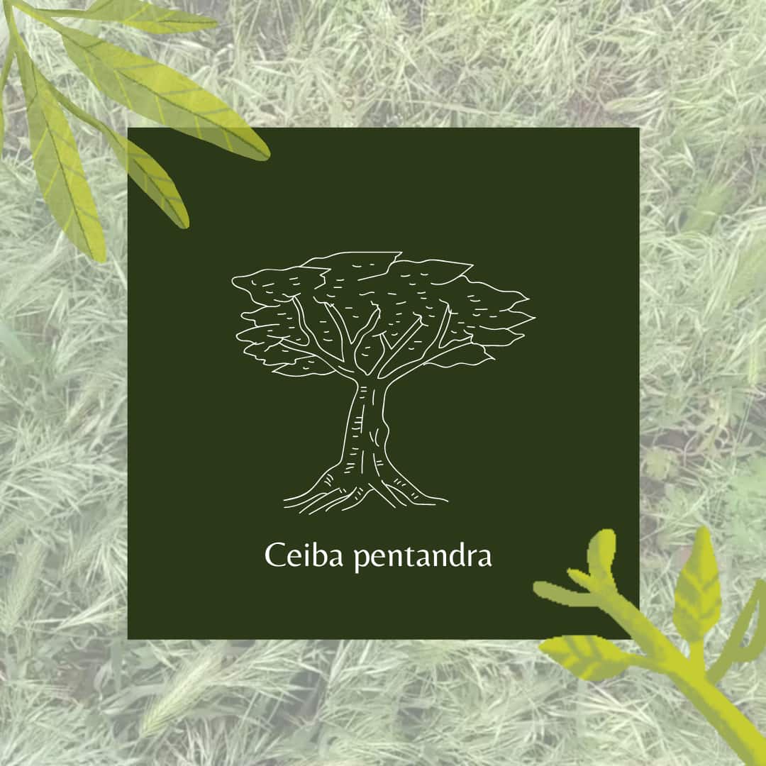 Ceiba pentandra