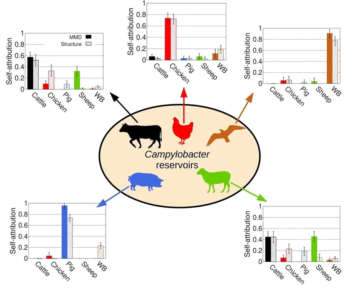 Source attribution of campylobacter using the Minimal Multilocus Distance (MMD) method. Shows five sets of bar charts, each one of which shows the percentage of campylobacter from a particular source that was attributed to each of the five sources: cattle, pigs, sheep, chickens, and wild birds. From Perez-Reche et al. (2020) 10.1038/s41598-020-68740-6