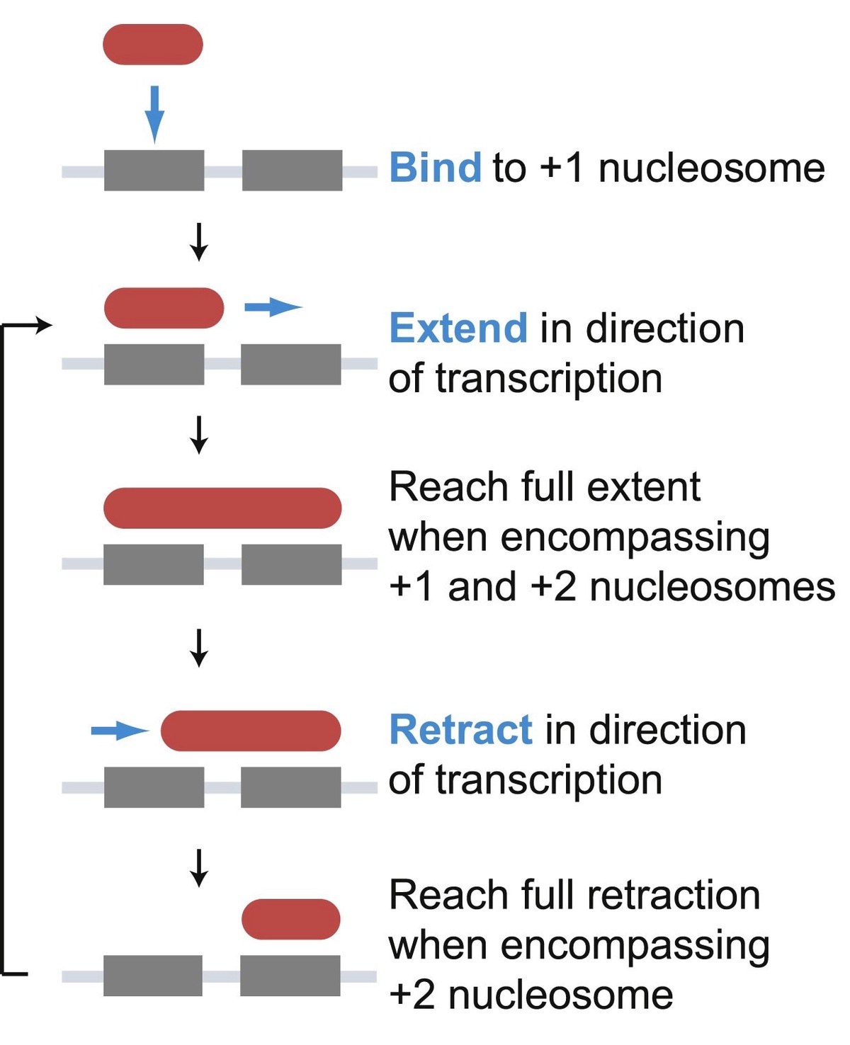 Schematic showing a model of binding of the histone chaperone FACT at the +1 nucleosome and inchworm mechanism for traversing the gene. The stages show binding to the +1 nucleosome, extending to the +2 nucleosome in the direction of transcription, and retraction onto the +2 nucleosome. From Jeronimo et al. (2021) 10.1016/j.molcel.2021.07.010