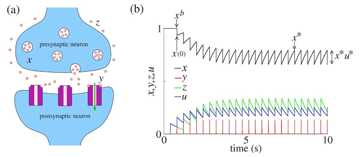 Schematic from Protachevicz et al. (2024) 10.1016/j.chaos.2024.114678 showing (left) recovered x, active y, and inactive z neurotransmitters in a synaptic connection, and (right) their evolution over time in a periodic spike regime.