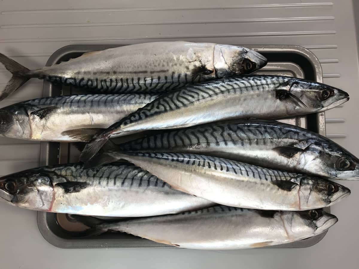 Several fresh mackerel in a pile