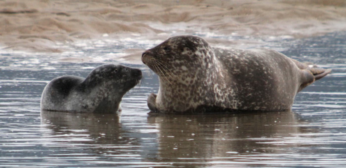 seals in shallow water