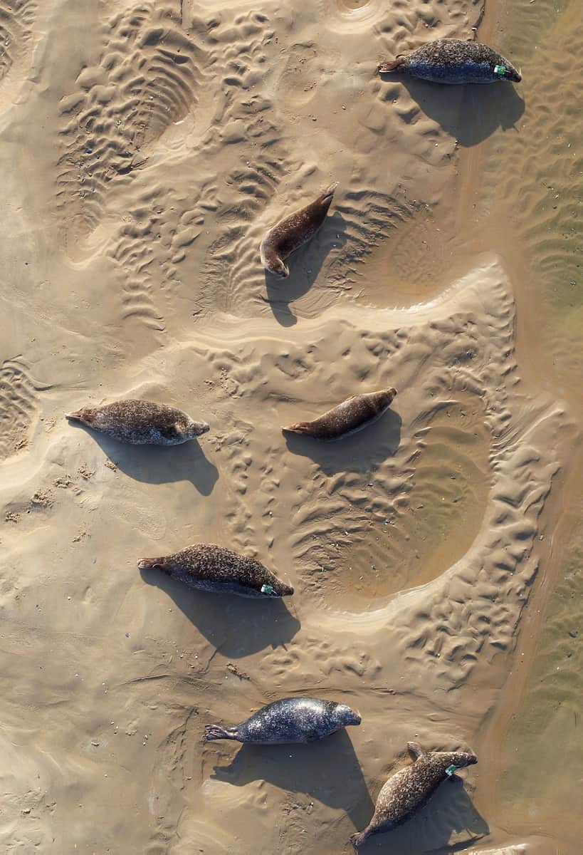 seals on a beach