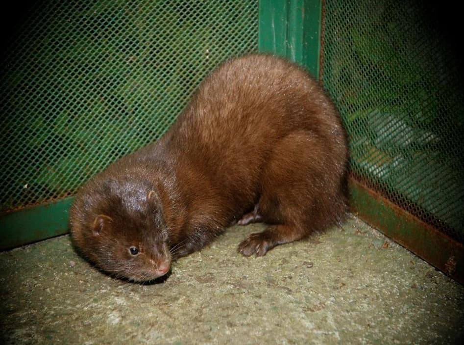 a mink