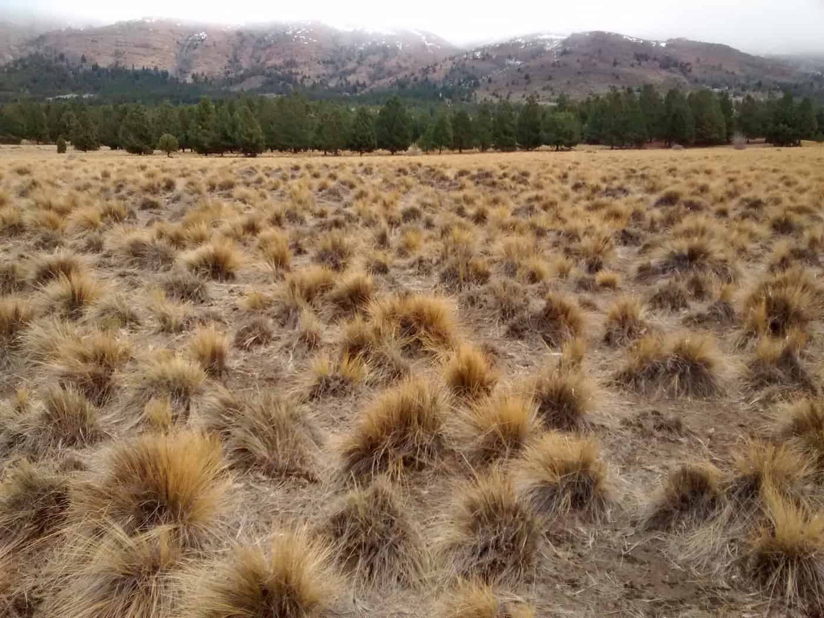 a field with a forest in the background