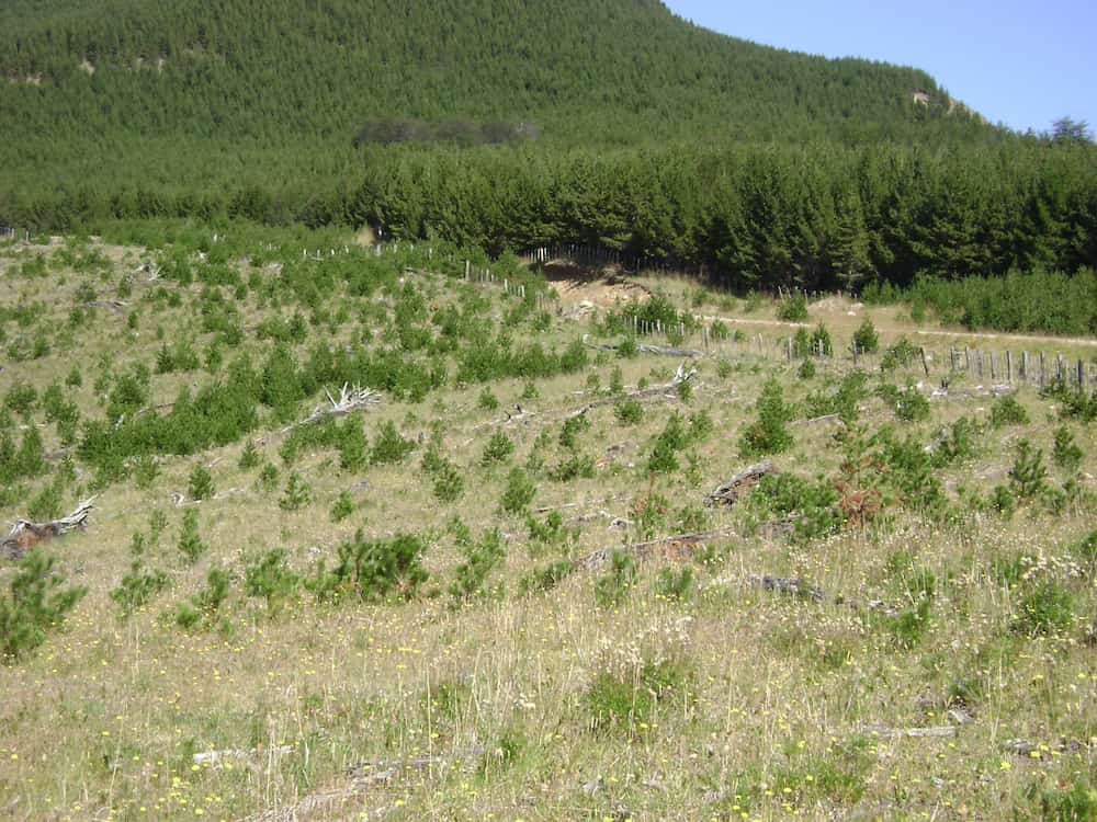 a field with a forest in the background