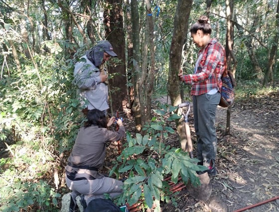3 people in a forest