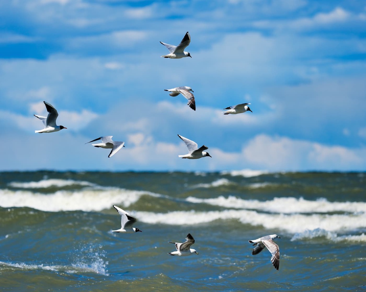 birds at sea