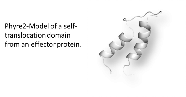 Phyre2-Model of a self-translocation domain from an effector protein