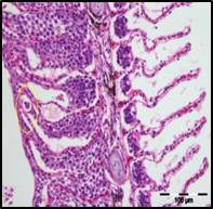 Salmon gill tissue with parasite circled