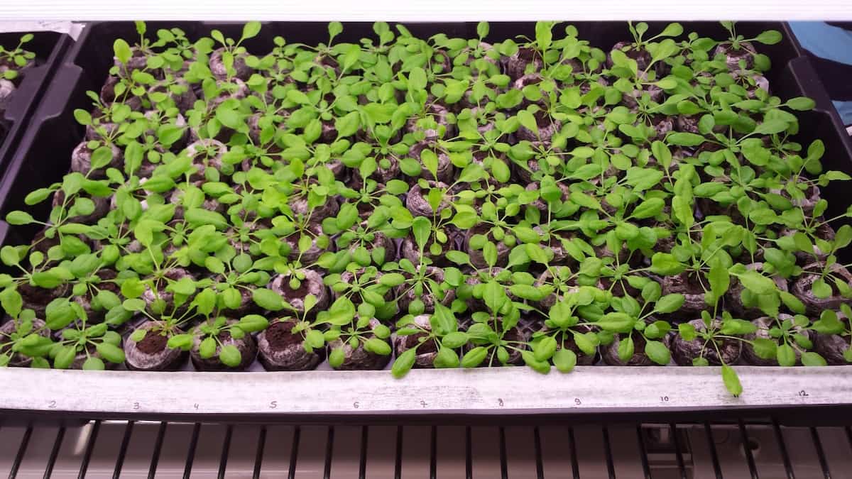 small plants grown indoors