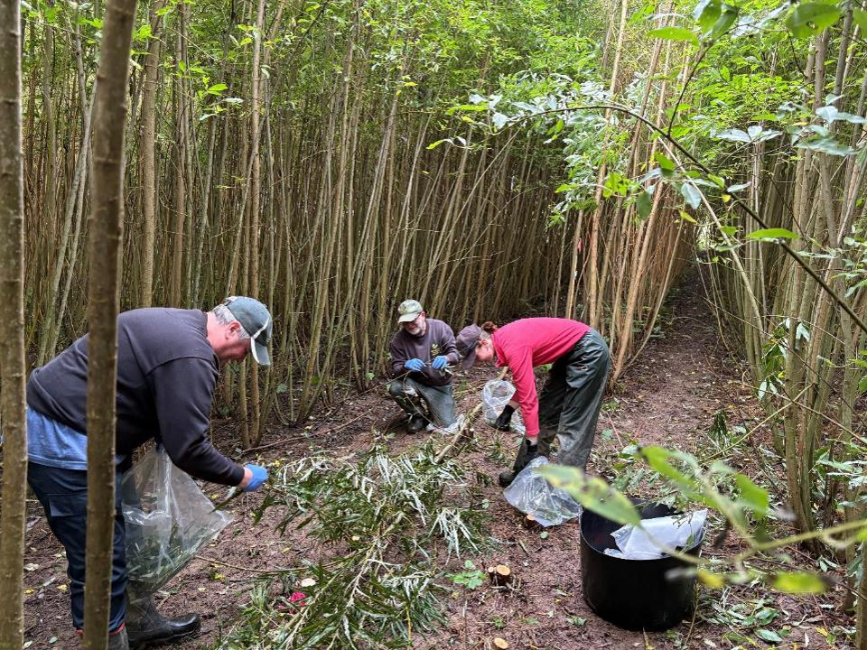 Three hard workers stripping willow for leaf biomass