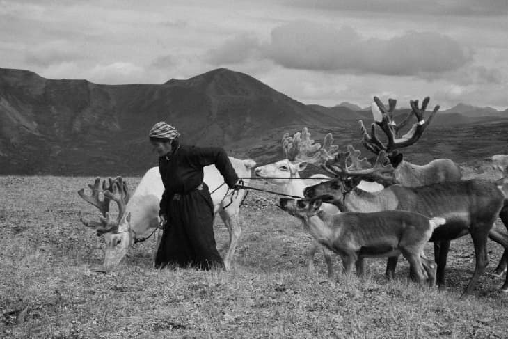 old photo of person pulling multiple reindeer